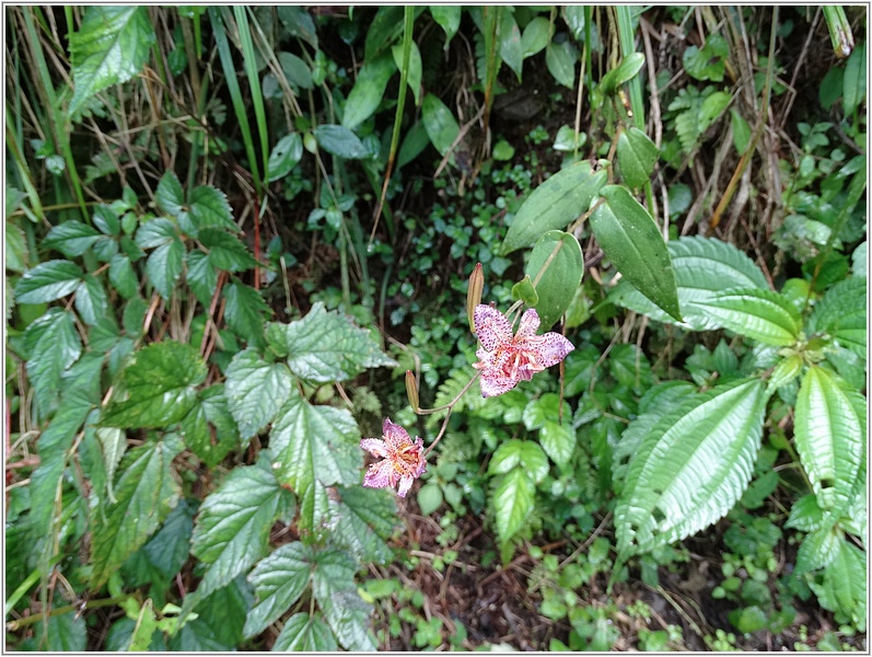 2014-09-28 11-59-59高山油點草.JPG